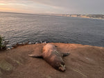 Guided Swim in La Jolla Cove by Adriana!